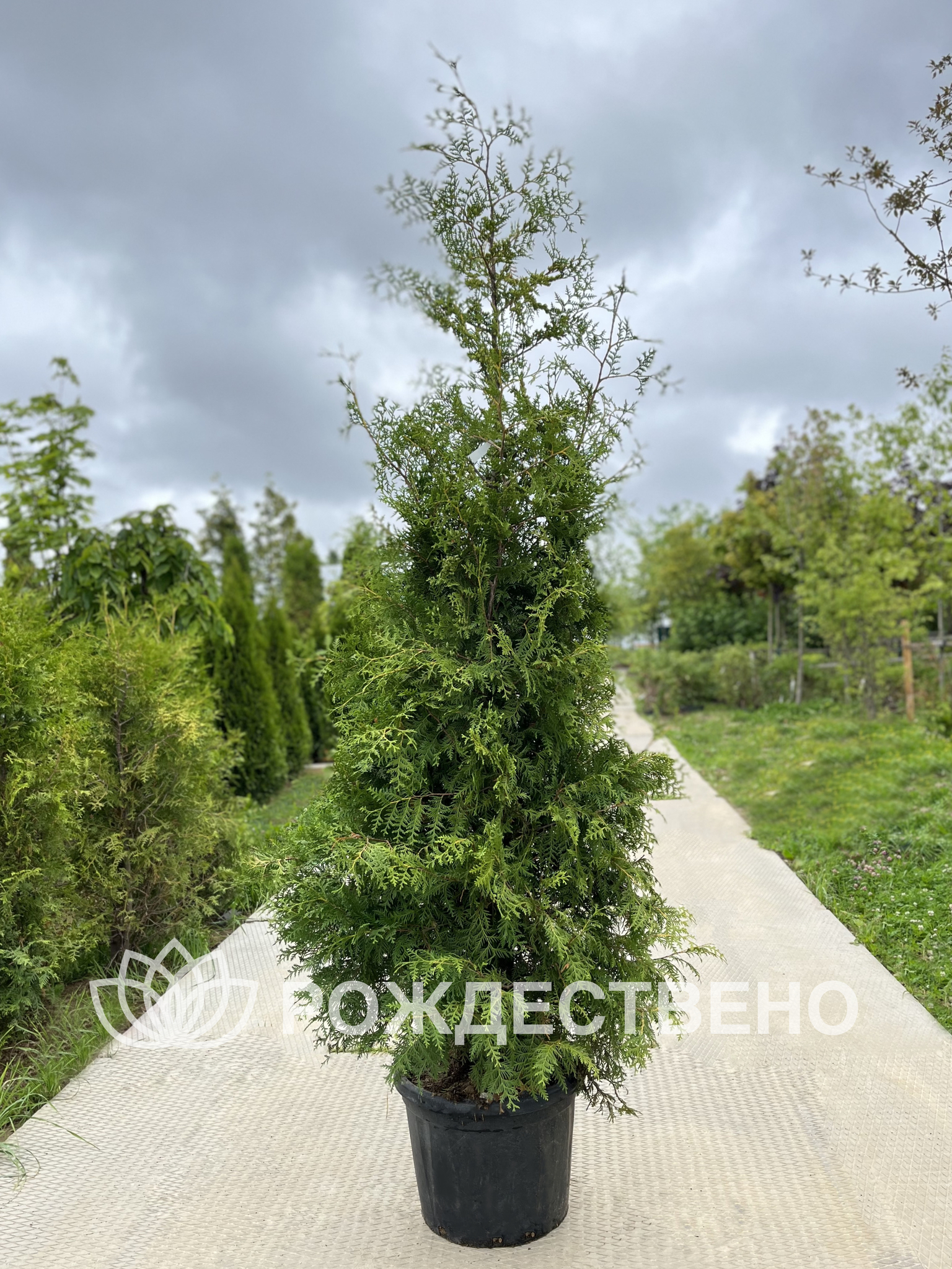 Портрет человека